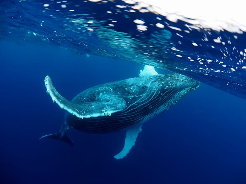whale swim4