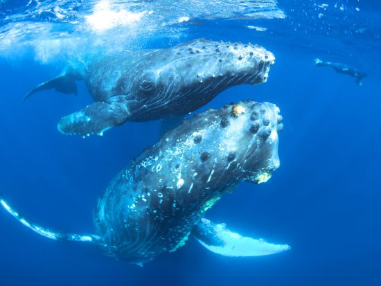 ホエールスイム（Cカード保持者限定） 半日または1日プランから選択可 ＜1～3月末／名瀬＞ by マリンスポーツ奄美