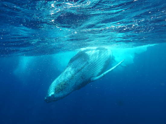 ホエールスイム（Cカード保持者限定） 半日または1日プランから選択可 ＜1～3月末／名瀬＞ by マリンスポーツ奄美