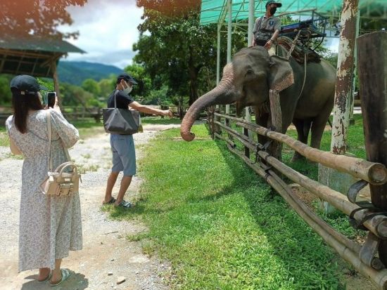【チェンライ発着】タイ北部観光ツアー　エレファントキャンプ訪問（象乗り体験）＋首長族の村＜1日／昼食付き／日本語ガイド＞