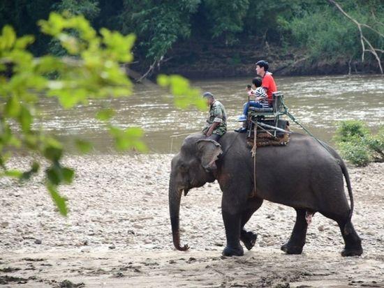 【チェンライ発着】タイ北部観光ツアー　エレファントキャンプ訪問（象乗り体験）＋首長族の村＜1日／昼食付き／日本語ガイド＞
