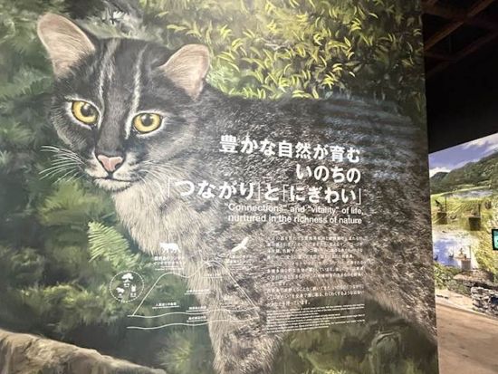 マングローブカヌー＋由布島観光ツアー+西表野生生物保護センター アクティビティも観光も、いいとこ取りの人気コース＜上原港or西部地区ホテル無料送迎／西表島＞