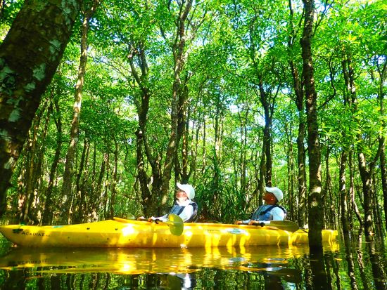 マングローブカヌー＋由布島観光ツアー+西表野生生物保護センター アクティビティも観光も、いいとこ取りの人気コース＜上原港or西部地区ホテル無料送迎／西表島＞