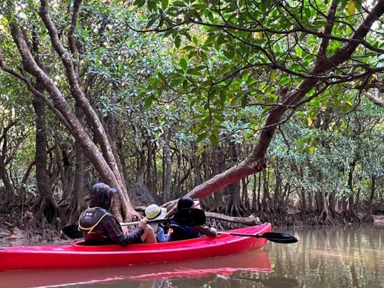 金作原原生林 散策＆マングローブカヌー1日ツアー　奄美大島エコツーリズム認定ガイド 田中嘉次さんがご案内！ 0歳から参加可能　少人数制・貸切可能 by アスベル