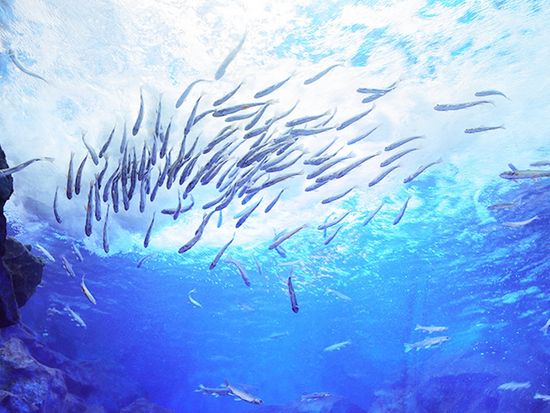 800510山の水族館