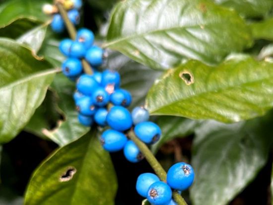 金作原原生林 散策＆マングローブカヌー1日ツアー　奄美大島エコツーリズム認定ガイド 田中嘉次さんがご案内！ 0歳から参加可能　少人数制・貸切可能 by アスベル