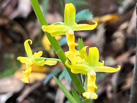 金作原原生林 散策＆マングローブカヌー1日ツアー　奄美大島エコツーリズム認定ガイド 田中嘉次さんがご案内！ 0歳から参加可能　少人数制・貸切可能 by アスベル