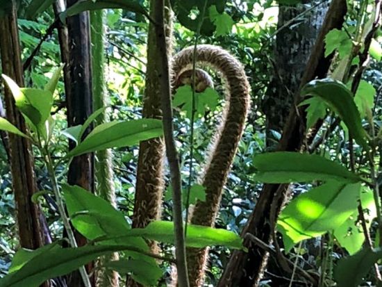 金作原原生林 半日ロングウォークツアー 世界自然遺産の奥地へ！奄美大島エコツーリズム認定ガイド 田中嘉次さんがご案内！貸切も可＜少人数制＞ by アスベル