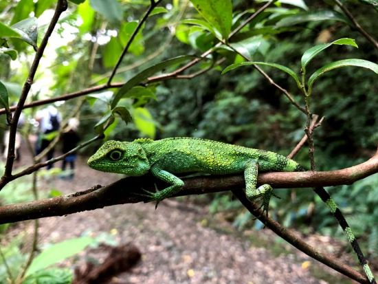 金作原原生林 半日ロングウォークツアー 世界自然遺産の奥地へ！奄美大島エコツーリズム認定ガイド 田中嘉次さんがご案内！貸切も可＜少人数制＞ by アスベル
