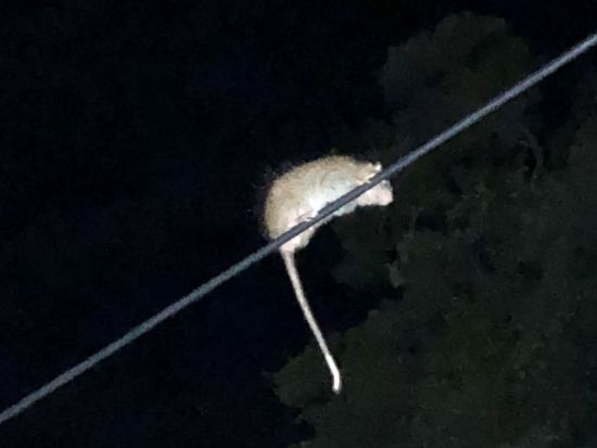 【北部〜名瀬エリア送迎可能】アマミノクロウサギナイトツアー　奄美大島エコツーリズム認定ガイド 田中さんがご案内　少人数制・貸切可能　byアスベル