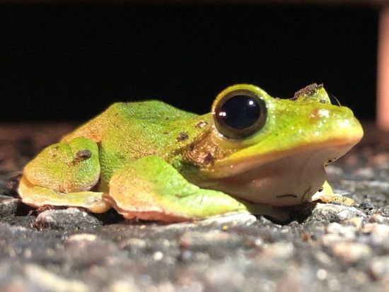 【北部〜名瀬エリア送迎可能】アマミノクロウサギナイトツアー　奄美大島エコツーリズム認定ガイド 田中さんがご案内　少人数制・貸切可能　byアスベル