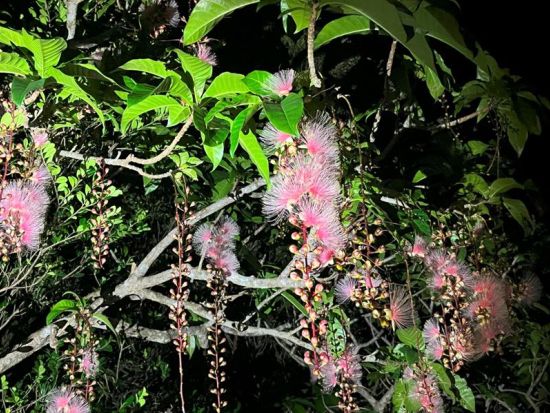 【北部〜名瀬エリア送迎可能】アマミノクロウサギナイトツアー　奄美大島エコツーリズム認定ガイド 田中さんがご案内　少人数制・貸切可能　byアスベル