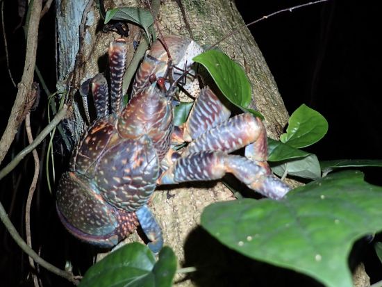 宮古島ナイトツアー 満天の星空とたくさんの動物を見つけに行こう 年齢制限なしで小さなお子様からシニアまで大歓迎＜約1時間／宮古島＞