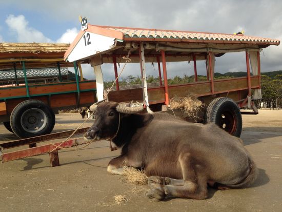 仲間川カヌー＆由布島観光 2歳から参加OK！西表島の見どころをギュッと詰め込んだ大満足プラン＜東部地区送迎無料送迎／フリー昼食／西表島＞