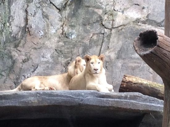 サンウェイラグーン（Sunway Lagoon） 送迎サービス　入場チケット付き ＜チケットのみプランあり＞