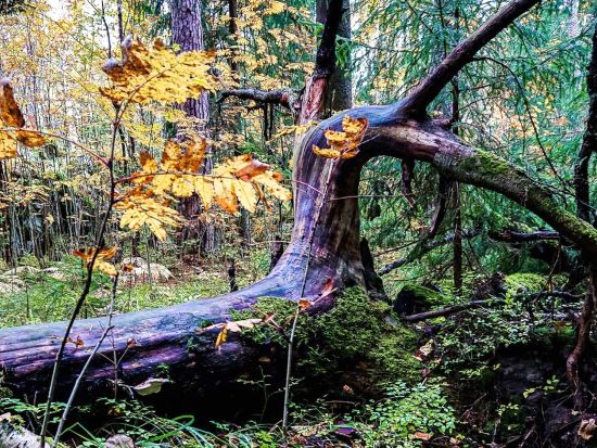 【秋冬限定】ヘルシンキの森散策ツアー 季節の息吹を感じる森を探検！＜10月～4月／日本語／昼食付／ヘルシンキ発＞ 