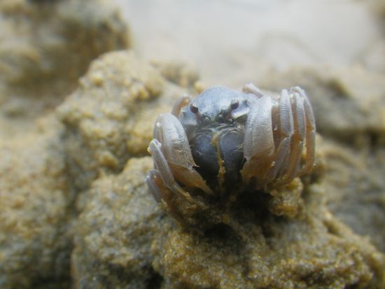 仲間川マングローブカヌー 日本最大級の川をカヌーでジャングル冒険しよう！2歳～参加OK！＜半日／東部地区無料送迎／西表島＞