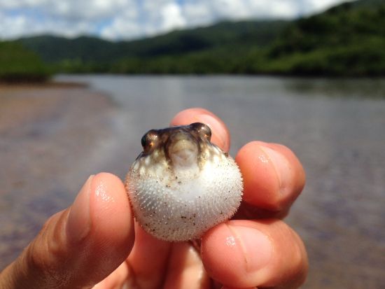 生き物大好きツアー マングローブカヌー＆ジャングルトレッキングで生き物探しの大冒険へ ＜半日 or 1日／東部地区無料送迎／西表島＞