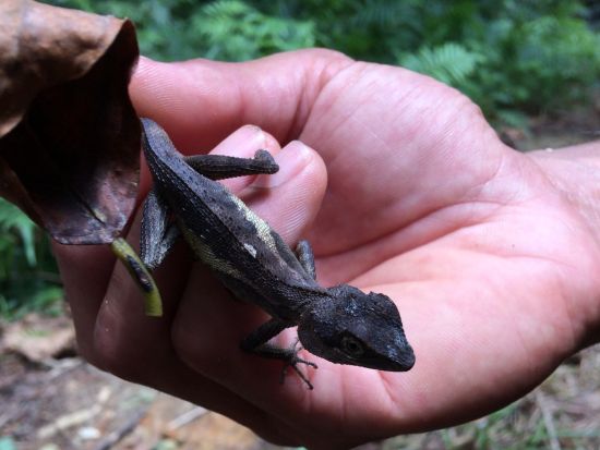 半日or1日川遊びツアー マングローブカヌー/川遊び/プチトレッキングから選べる！0～1歳のお子様がいらっしゃるご家族限定貸切プラン＜東部地区無料送迎／西表島＞