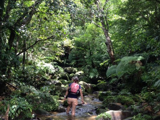 仲間川カヌー＆トレッキング 西表島の自然を1日で大満喫！本格的なジャングル体験で絶景を見に行こう＜東部地区無料送迎／フリー昼食／西表島＞