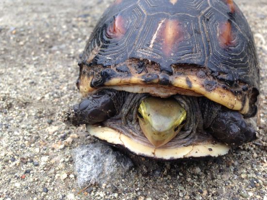 生き物大好きツアー マングローブカヌー＆ジャングルトレッキングで生き物探しの大冒険へ ＜半日 or 1日／東部地区無料送迎／西表島＞