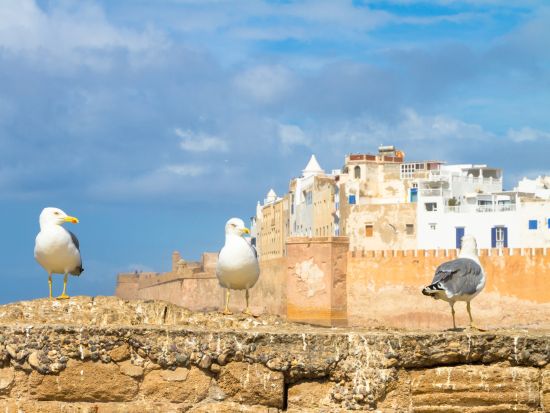 世界遺産エッサウィラ 異国情緒溢れる街を訪れる日帰りツアー アルガンオイル体験付き＜英語／マラケシュ発＞