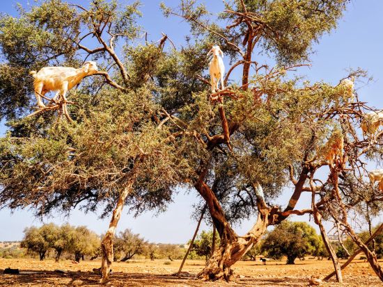 【マラケシュ発 モロッコ周遊 3泊4日】2つの都市を巡る！帝都マラケシュ＆世界遺産エッサウィラ＜英語／空港発着OK＞
