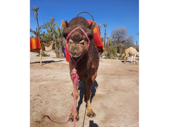 ラクダ乗り体験 砂漠に囲まれた広大な荒野でラクダと触れ合う＜送迎付き／英語／マラケシュ発＞