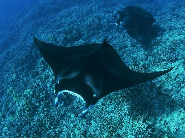 野生のイルカ／マンタ／クジラ | ハワイ島 旅行の観光・オプショナル