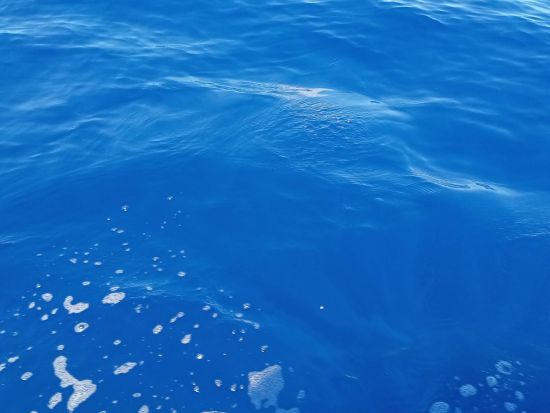 デイクルーズ 綺麗な海と自然あふれる久米島をクルーズ船で周遊しよう＜午前or午後／約2時間／久米島＞