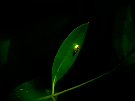 【貸切】 ナイトツアーメコン川クルーズ＆蛍鑑賞 日帰りツアー＜空港送迎無料／日本語ガイド／メコン川名物 夕食付＞