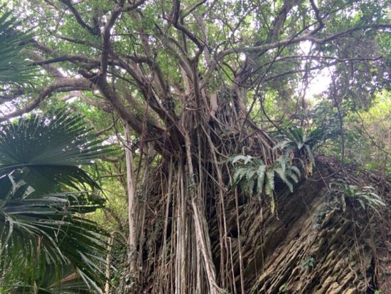 久米島秘境ツアー 観光マップに載っていない島人おススメスポットに行こう 自然が作り出した絶景をご案内＜約90分or半日／久米島＞
