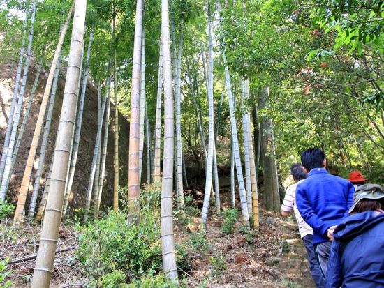 延岡発着トレッキングツアー　パワースポット「神さん山」エコパークトレッキング  ＜約2～3時間／延岡市＞ byひむか感動体験ワールド