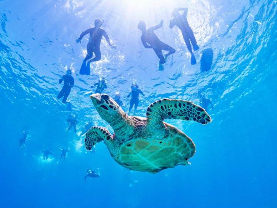 慶良間シュノーケリング　専門誌11年連続1位評価！完全禁煙船でお魚ガイドとミシュランエリア3ポイント回遊！写真・タオル・ランチ無料＜1日／那覇市内送迎無料＞