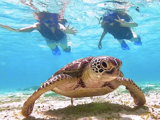 ウミガメシュノーケリングツアー 遭遇率の高さは世界有数！選べるビーチSUPorカヌー付き半日または1日プランも！＜写真無料／宮古島＞