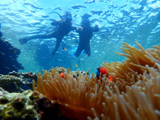 マングローブSUPorカヌーツアー 選べる幻の島上陸＆シュノーケリング付きも！＜市街地送迎可／写真無料／石垣島発＞
