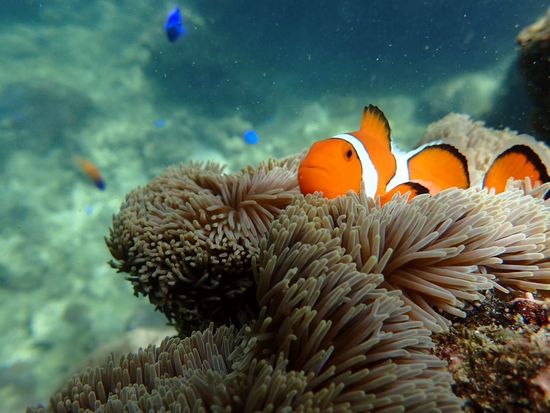 20231205追加青の洞窟シュノーケル (15)