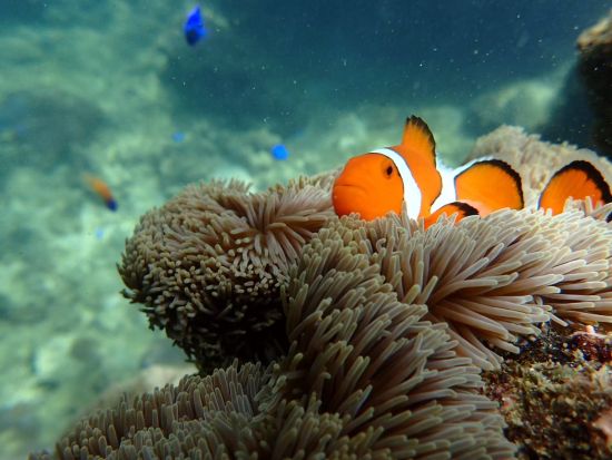 川平湾SUP or カヌーツアー＋青の洞窟シュノーケリング 石垣島の定番スポットを半日～満喫できる！＜1名参加OK／市街地送迎可／写真無料／石垣島発＞
