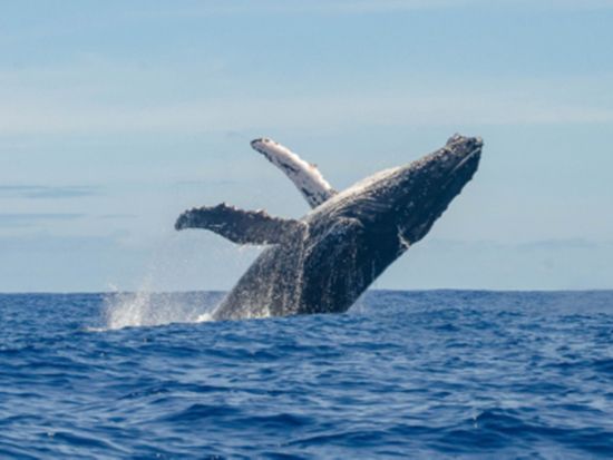 ホエールウォッチ　豪華ヨットをプライベートチャーター！ドリンク＆スナック持ち込みOK＜ワイキキ発／12/1~4/30＞