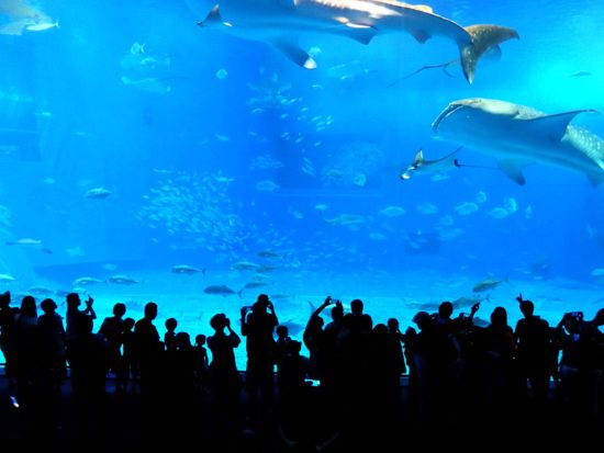 【韓国語ガイドがご案内！】美ら海水族館・古宇利島・万座毛など沖縄の人気観光スポットを巡る北部バスツアー ＜約10時間／那覇発・北谷発＞