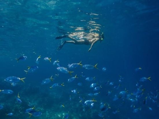 シュノーケリング 半日ツアー　透明度抜群の海で楽しむ水中観察＜午後／送迎付き／日本語ガイド＞by Rock Island Tour Company