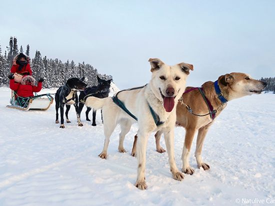 Yellowknife-Dog-Sledding-01-600