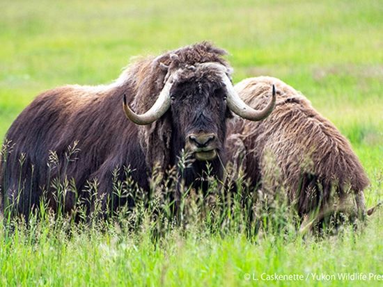 Yukon-Wildlife-Preserve-Summer-02-600
