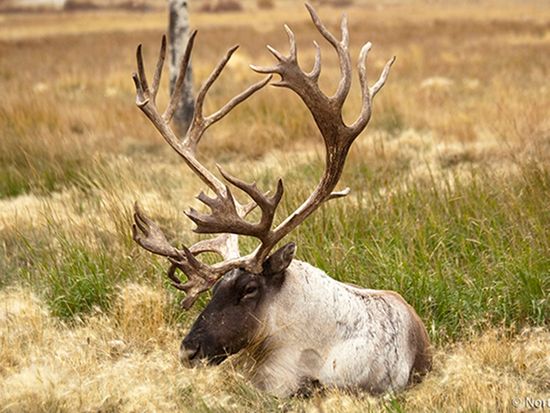 Northern-Tales-Wildlife-Preserve-Summer-09-600