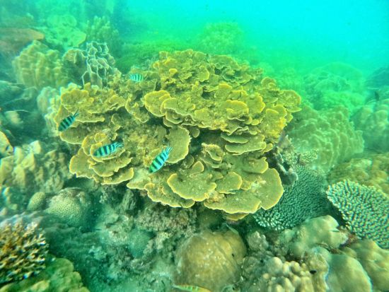 フーコック島ダイビング　体験ダイビングまたはファンダイビング ＜最大15名／昼食付き／英語インストラクター＞