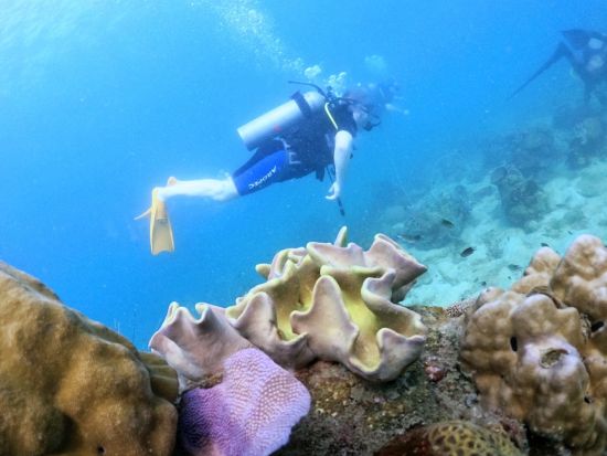 フーコック島ダイビング　体験ダイビングまたはファンダイビング ＜最大15名／昼食付き／英語インストラクター＞