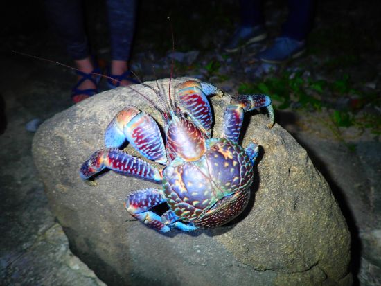 星空鑑賞+ナイトツアー　星空保護区認定エリア八重山の星空観測と夜の動植物を観察！＜上原港または北部地区ホテル無料送迎／西表島＞