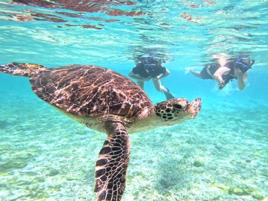 マングローブSUP orカヌーorバラス島シュノーケリング＋由布島観光　選べるアクティビティ＜上原港または上原地区ホテル無料送迎／西表島＞