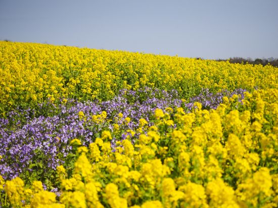 大阪発着！春の淡路島よくばりバスツアー 花さじき絶景・Ladybird Road散策＆旬のフルーツ食べ放題30分【日英中ガイド】