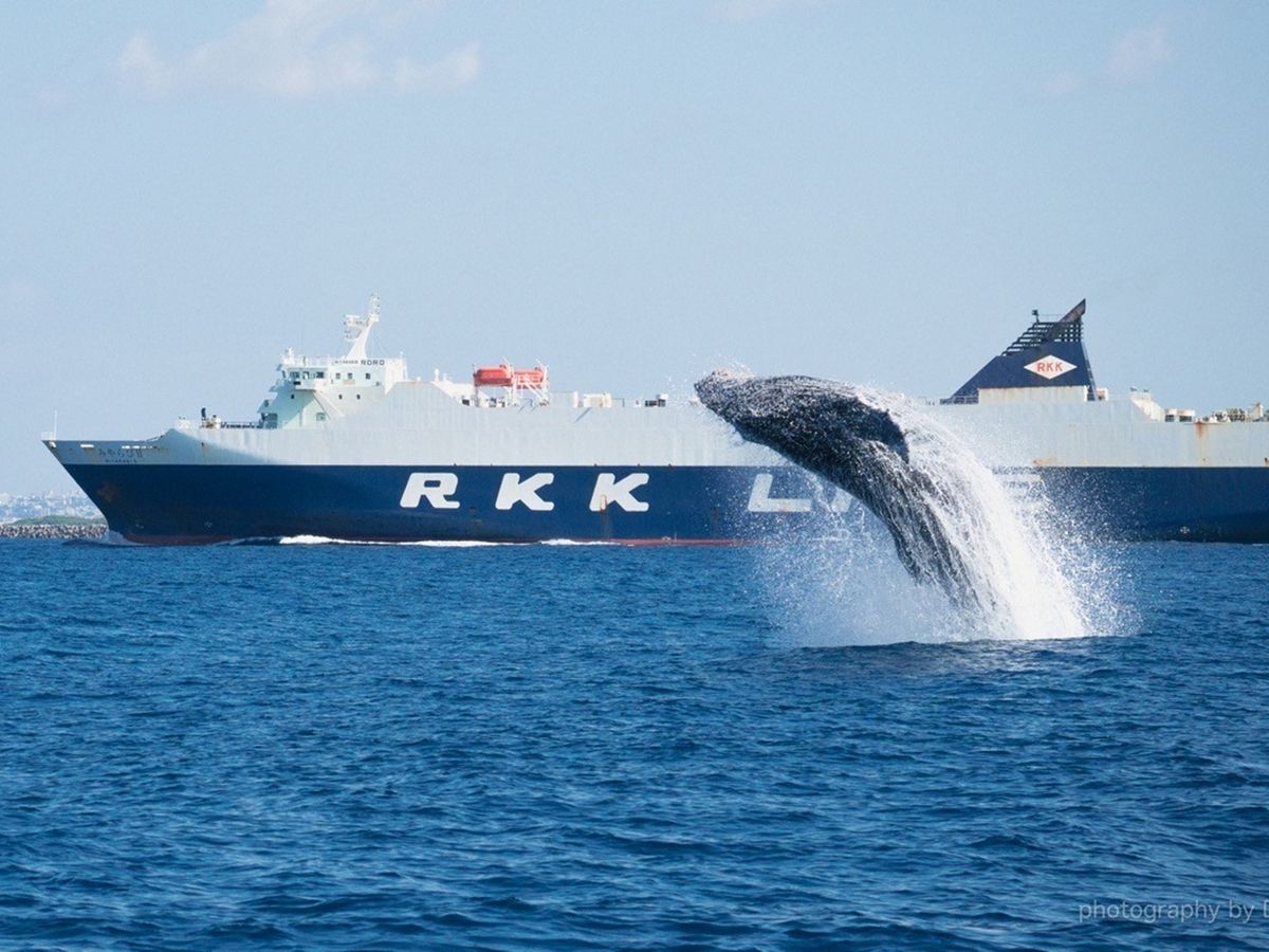 ホエールウォッチング＋DMM水族館チケット 世界最大級のザトウクジラ